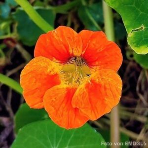 Blüte der Kapuzinerkresse
