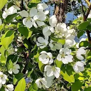 Blüten des Kirschapfels