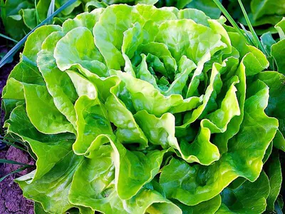 Kopfsalat