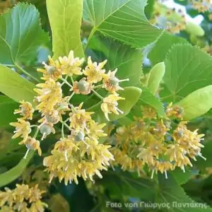 Blüten der Linde