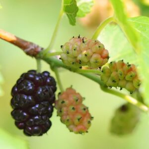 Früchte der Maulbeere