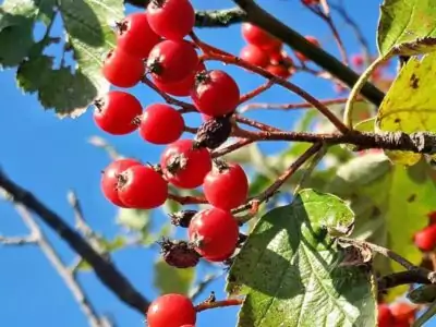 Mehlbeere