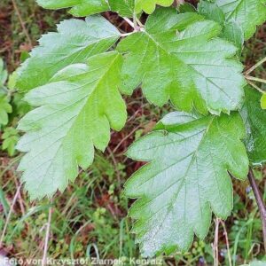 Blätter der Schwedische Mehlbeere