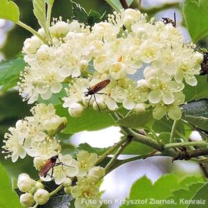Blüten der Schwedische Mehlbeere