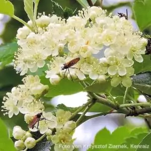 Blüten der Mehlbeere