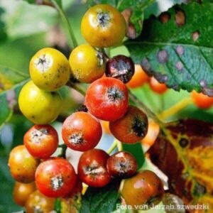 Früchte der Schwedische Mehlbeere