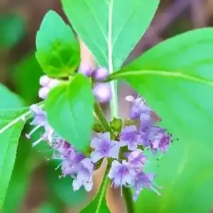 Blüten der Minze