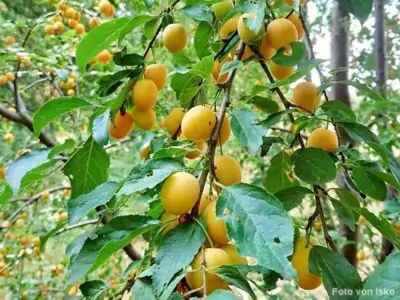 Mirabelle