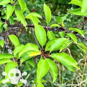 Blätter des Mirabellenbaumes