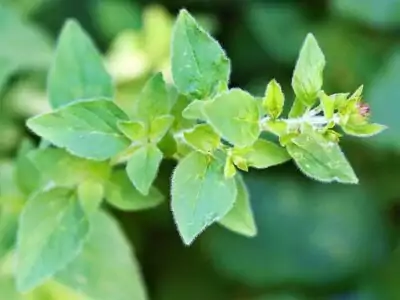 Oregano