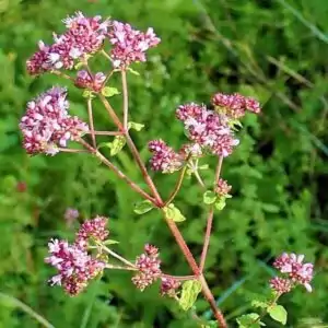 Blüten des Oreganos