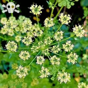 Blüten der Petersilie