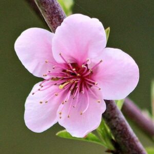 Blüte des Pfirsichbaumes