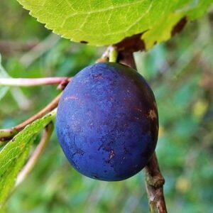 Frucht des Pflaumenbaumes