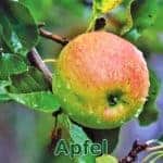 Bäume: Apfel (Malus domestica)