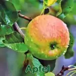Bäume: Apfel (Malus domestica)