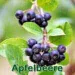 Strรคucher: Schwarze Apfelbeere bzw. Aronia (Aronia melanocarpa)