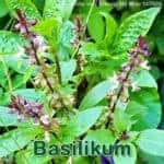 Heilpflanze: Basilikum (Ocimum basilicum)