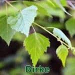 Bäume: Birke bzw. Hänge-Birke (Betula pendula)