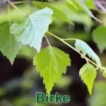 Bäume: Birke bzw. Hänge-Birke (Betula pendula)