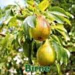 Bäume: Birne (Pyrus communis)