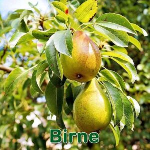 Birne