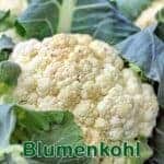 Gemüse: Blumenkohl (Brassica oleracea var. botrytis)