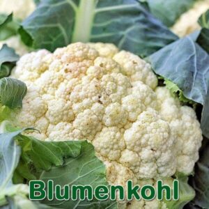 Blumenkohl