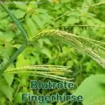 Süßgras: Blutrote Fingerhirse (Digitaria sanguinalis)