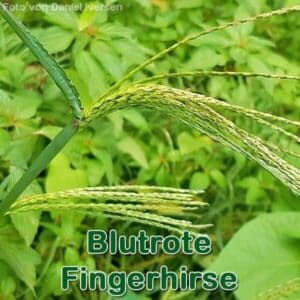 Blutrote Fingerhirse