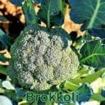Gemüse: Brokkoli (Brassica oleracea var. italica)
