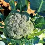 Gemüse: Brokkoli (Brassica oleracea var. italica)