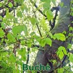 Bรคume: Buche (Fagus sylvatica)