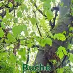Bäume: Buche (Fagus sylvatica)