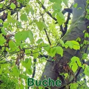 Bäume: Buche (Fagus sylvatica)