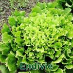 Salat: Endivie (Cichorium endivia)