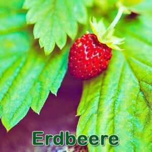 Erdbeere