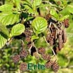 Bรคume: Schwarzerle (Alnus glutinosa), Grauerle (Alnus incana) oder Grรผnerle (Alnus alnobetula).