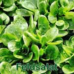 Salat: Feldsalat bzw. Ackersalat (Valerianella locusta)