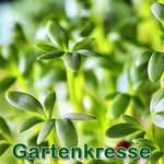 Salat: Gartenkresse (Lepidium sativum)