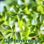 Salat: Gartenkresse (Lepidium sativum)