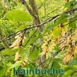 Bäume: Hainbuche bzw. Weißbuche (Carpinus betulus)