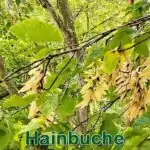 Bäume: Hainbuche bzw. Weißbuche (Carpinus betulus)