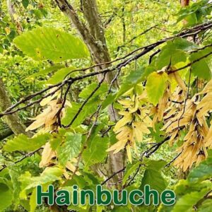 Hainbuche