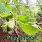 Sträucher: Haselnuss bzw. Gewöhnliche Hasel (Corylus avellana)