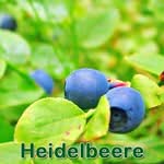 Frรผchte: Heidelbeere bzw. Blaubeere (Vaccinium myrtillus)