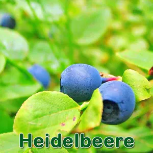 Früchte: Heidelbeere bzw. Blaubeere (Vaccinium myrtillus)