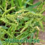 Hühnerhirse