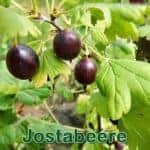Strรคucher: Jostabeere (Ribes ร nidigrolaria)