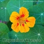 Futterpflanze: Große Kapuzinerkresse (Tropaeolum majus)